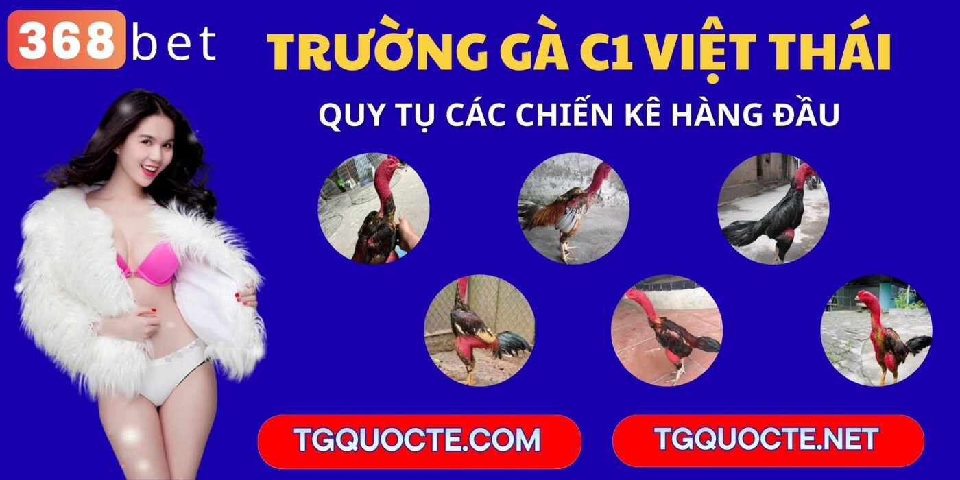 các chú gà tại trường gà việt thái campuchia